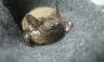 Domů bat: stojí to za to a jaké potíže čekají v obsahu?
